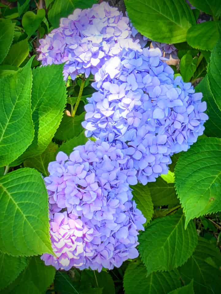 紫陽花