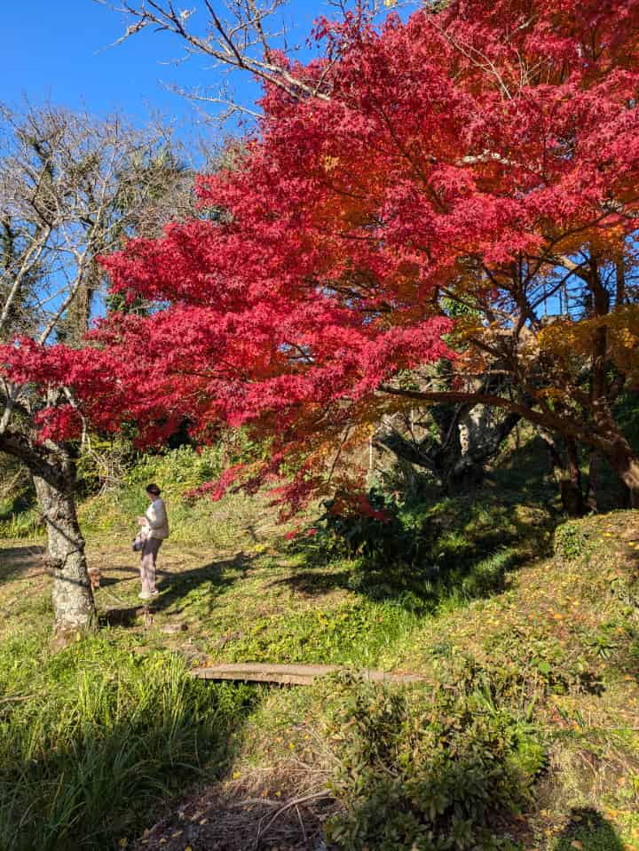 紅葉と犬