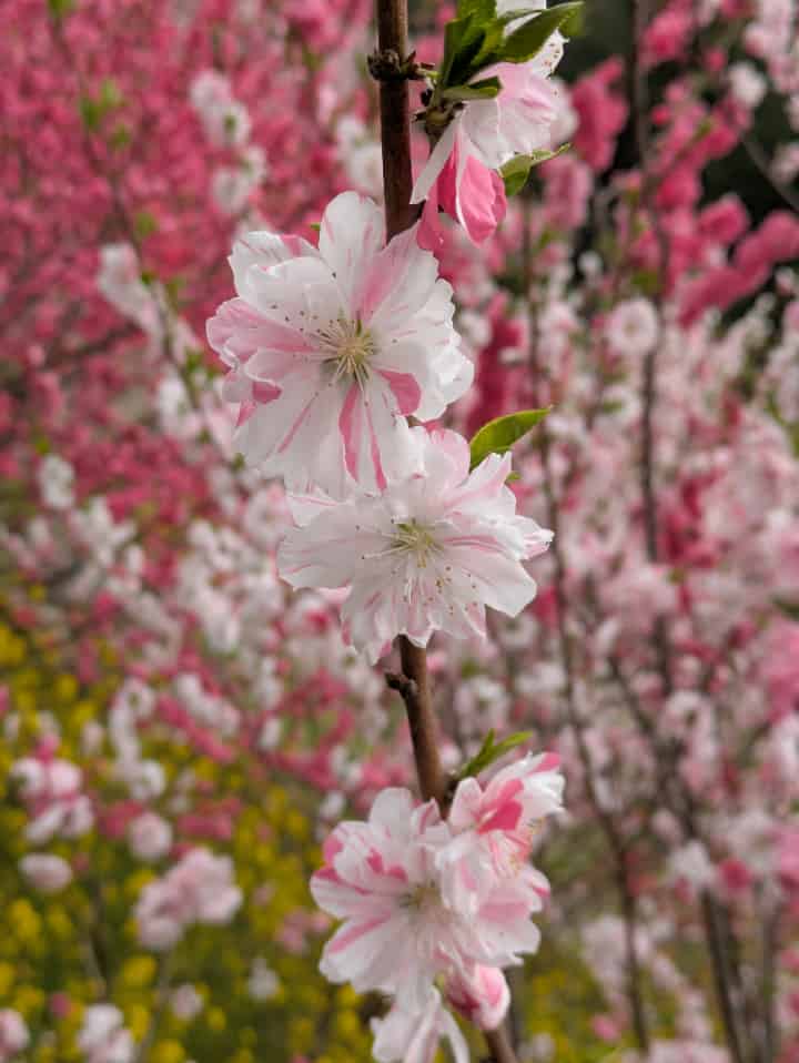 桃の花