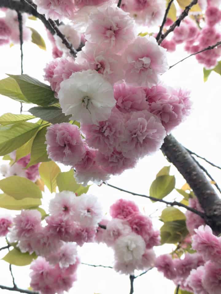 八重桜